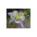 Colourado Columbine posters by gjdm01 Colourado Columbine posters