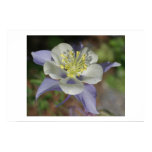 Colorado Columbine