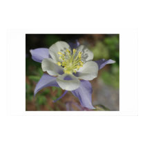 Colorado Columbine posters