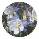 Colorado columbine