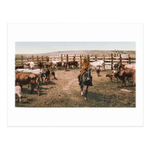 Colorado Cowboy 1904 Post Card