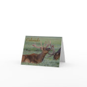 colorado elk note card