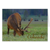 colorado elk note card