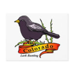 Colorado Lark Bunting