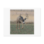 Colorado Mule Deer Postcards