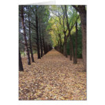 Colorado path