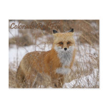 Colorado Red Fox Post Cards