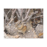 Colorado Rocky Mountain Chipmunk