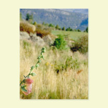 Colorado September postcards