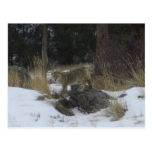 Colorado Snow Coyote Postcard