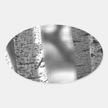 Colorado White Birch Trees in Black and White Sticker