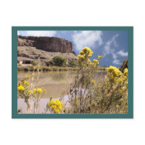 Colorado Wildflowers Postcard