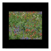 Colorado Wildflowers posters