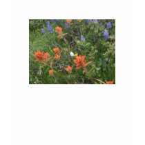 Colorado Wildflowers t-shirts