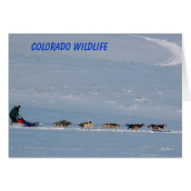 Colorado Wildlife cards by BlueSara Colorado Wildlife cards