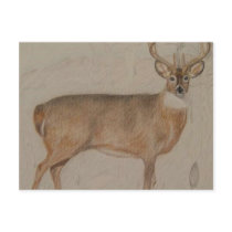 Colored Deer postcards by Majestic_Animals Colored Deer postcards