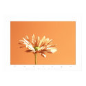 colored flowers courage posters by VisionVault colored flowers courage posters