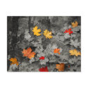 Colored Leaves in a Black and White World Postcard by WanderLinArts Colored Leaves in a Black and White World Postcard