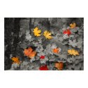 Colored Leaves in a Black and White World Poster posters