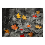 Colored Leaves in Black and White Card