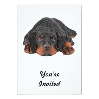 rottweiler pencil drawing rottweiler drawings gifts on zazzle rottweiler pencil drawing rottweiler drawings gifts on zazzle