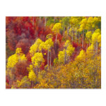 Colorful aspens in Logan Canyon Utah in the 2 Postcards