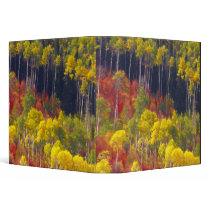 Colorful aspens in Logan Canyon Utah in the 3 Ring Binders