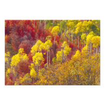 Colorful aspens in Logan Canyon Utah in the