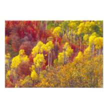 Colorful aspens in Logan Canyon Utah in the Art Photo