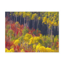 Colorful aspens in Logan Canyon Utah in the Post Card