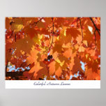 Colorful Autumn Leaves art prints Orange Fall Tree