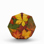Colorful Autumn Leaves awards