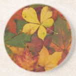 Colorful Autumn Leaves coasters