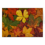 Colorful Autumn Leaves cards