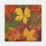 Colorful Autumn Leaves magnets