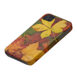 Colorful Autumn Leaves casemate cases