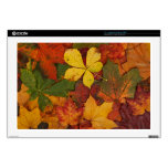Colorful Autumn Leaves skins
