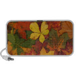 Colorful Autumn Leaves speakers