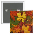 Colorful Autumn Leaves buttons