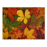 Colorful Autumn Leaves postcards