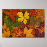 Colorful Autumn Leaves posters