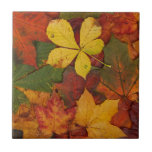 Colorful Autumn Leaves tiles