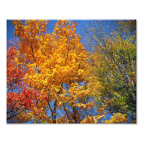 Colorful Autumn Treetops Nature Landscape Photo