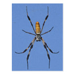 Colorful Banana Spider Close Up Post Card