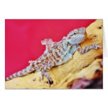 Colorful Bearded Dragon Cards