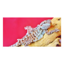 Colorful Bearded Dragon Customized Photo Card