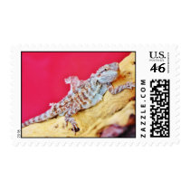 Colorful Bearded Dragon Stamp