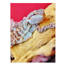 Colorful Bearded Dragon Postcard