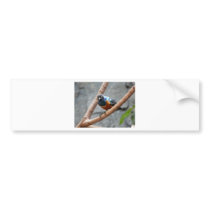 colorful bird bumper stickers