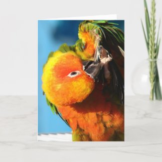 Colorful Bird card